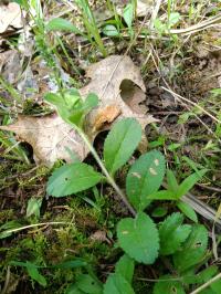 Veronica officinalis image